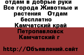 отдам в добрые руки - Все города Животные и растения » Отдам бесплатно   . Камчатский край,Петропавловск-Камчатский г.